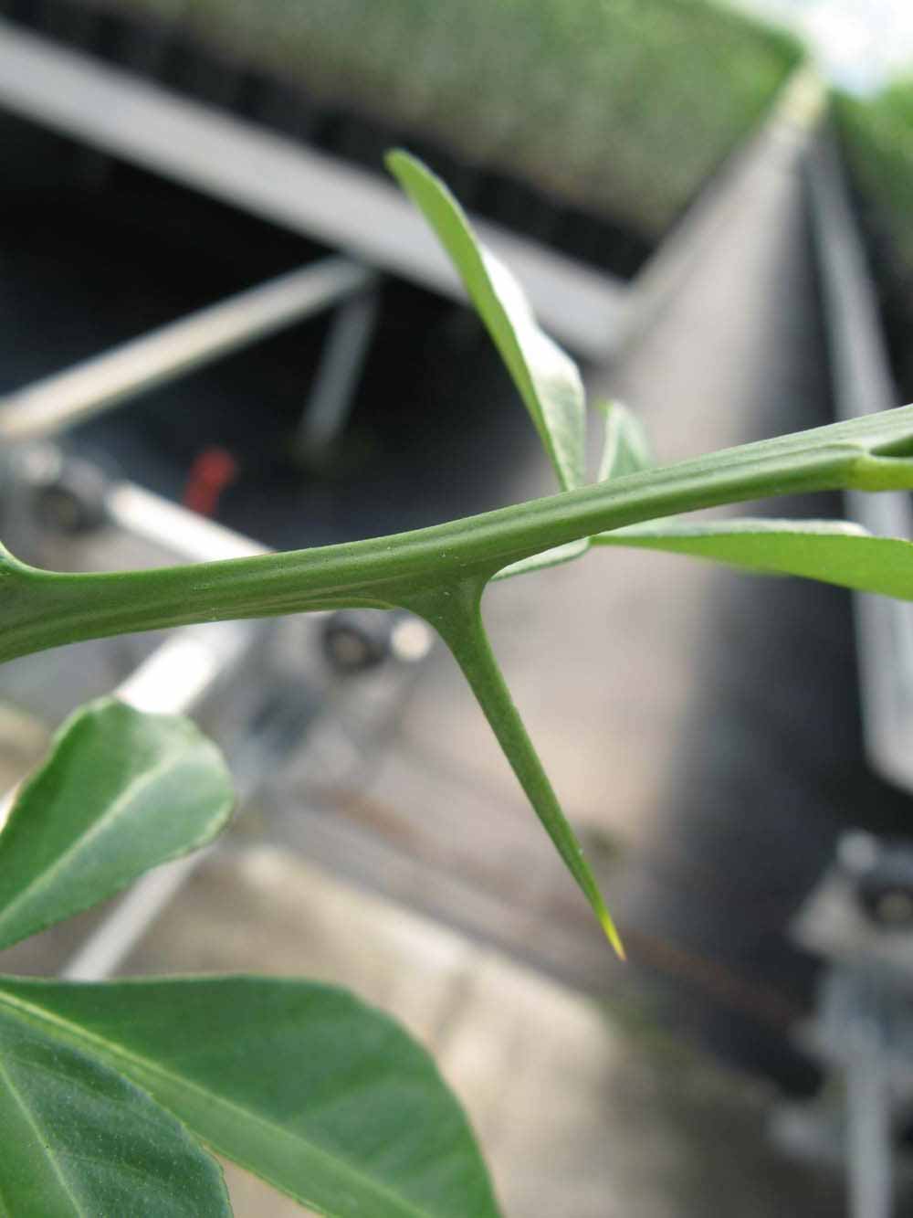              First year twig (Phillip Rucks Citrus Nursery, Frostproof,   FL)       